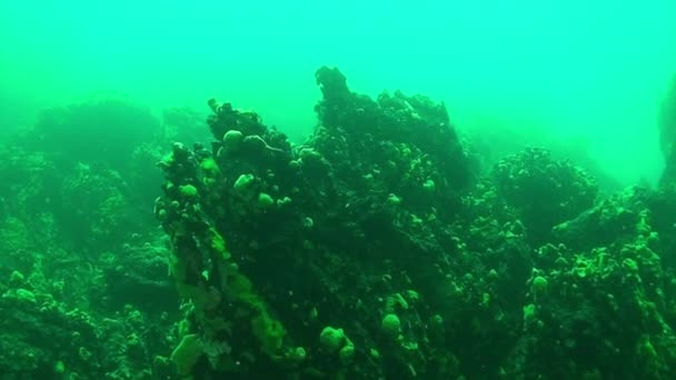 Esponja marina verde endémica submarina Porifera en el fondo del lago Baikal. — Vídeo de stock
