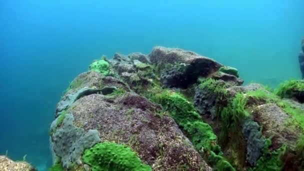 贝加尔湖海底岩石. — 图库视频影像