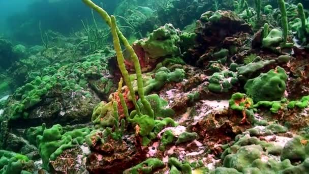 Lubomirskiidae a Spongillidae mořské houby na podmořských skalách jezera Bajkal. — Stock video