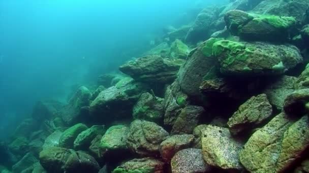 Fundo de rocha subaquática do Lago Baikal. — Vídeo de Stock