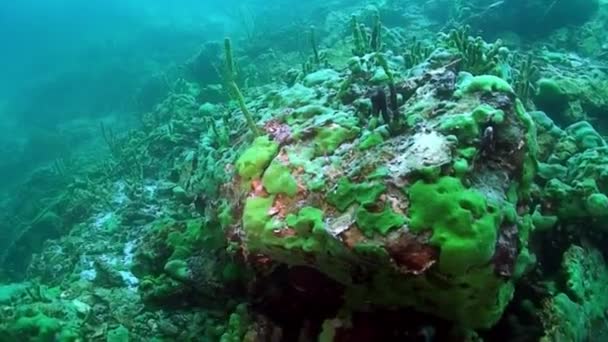 Морская губка крупным планом Порифера под водой на дне озера Байкал. — стоковое видео