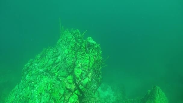 Porifera pendientes de esponja de mar de rocas submarinas del lago Baikal. — Vídeos de Stock