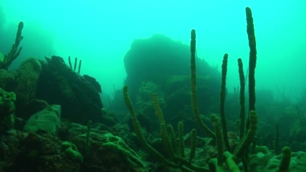 Porifera pendientes de esponja de mar de rocas submarinas del lago Baikal. — Vídeo de stock