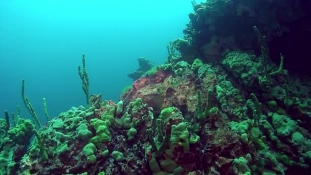 Подводная губка Байкала. — стоковое видео