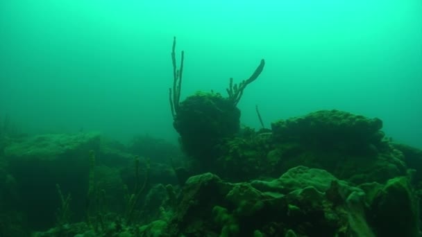 Gąbka morska pod wodą jeziora Bajkał. — Wideo stockowe