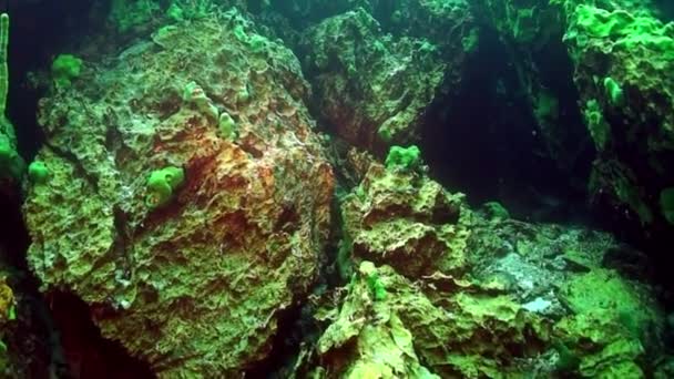 Underwater sea sponge of Lake Baikal. — Stock Video