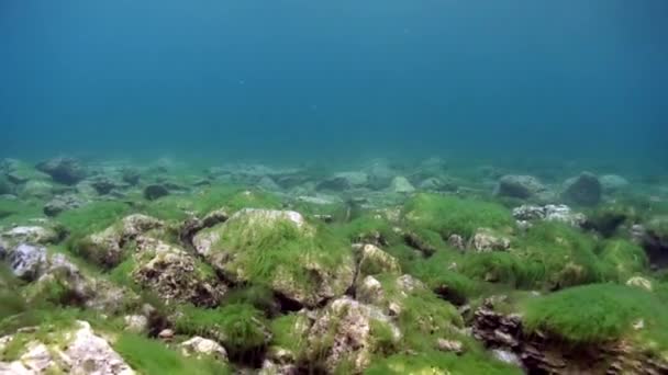 Podvodní dno jezera Bajkal. — Stock video