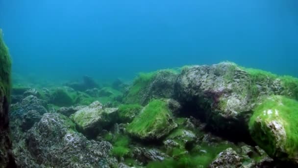 バイカル湖の水中海藻. — ストック動画