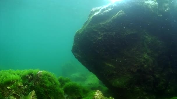 Подводное дно Байкала. — стоковое видео