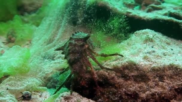 Rak v zeleném mořském slizu Spirogyra a Stigeoclonium pod vodou Bajkal. — Stock video