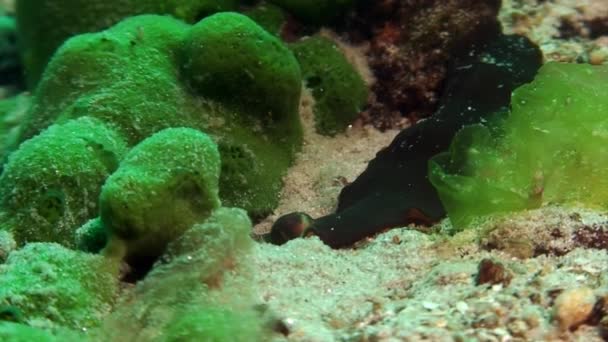 Peixe fundo de areia subaquática do Lago Baikal. — Vídeo de Stock