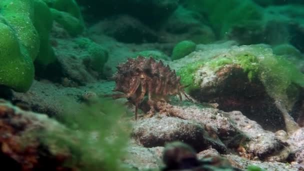 Крупный план Acanthogammarus crayfish подводное озеро Байкал. — стоковое видео