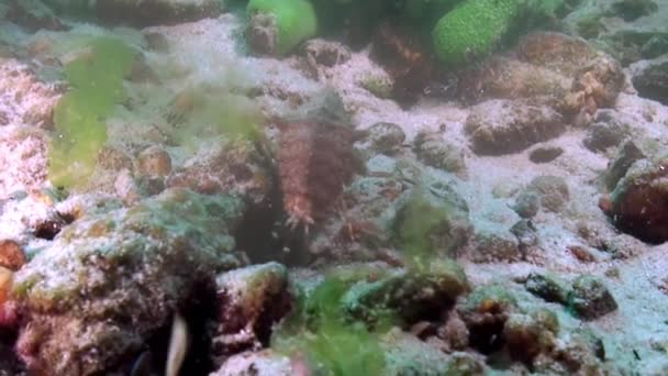 Rak v zeleném mořském slizu Spirogyra a Stigeoclonium pod vodou Bajkal. — Stock video