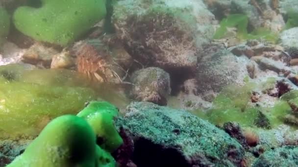 Crayfish in green sea goo slime Spirogyra and Stigeoclonium underwater Baikal. — Stock Video