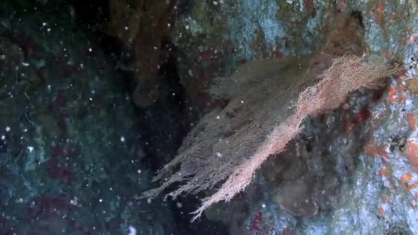 Unterwasser-rosa tropische Koralle Gorgonaria auf dem Meeresboden der Philippinischen See. — Stockvideo