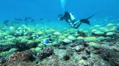 Su altında yiyecek aramak için mavi arka planda bulunan ton balığı sürüsü..