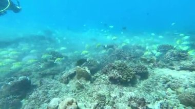 Su altında yiyecek aramak için mavi arka planda bulunan ton balığı sürüsü..