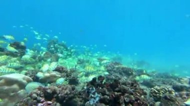 Su altında yiyecek aramak için mavi arka planda bulunan ton balığı sürüsü..