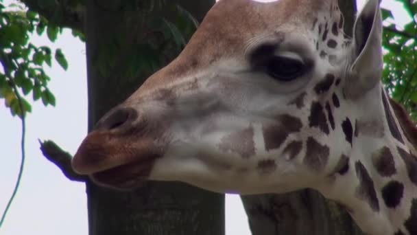 Zblízka portrét žirafy žirafy camelopardalis v Singapuru. — Stock video