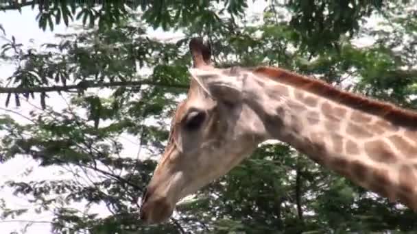 Gros plan portrait de girafe Giraffa camelopardalis à Singapour. — Video