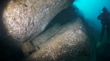 Suyun çimenliklerindeki dalgıç güneşe karşı.