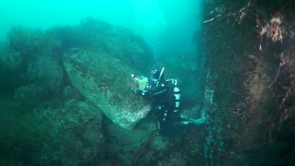 Tauchen im Dickicht des Grases des Wassers gegen die Sonne. — Stockvideo