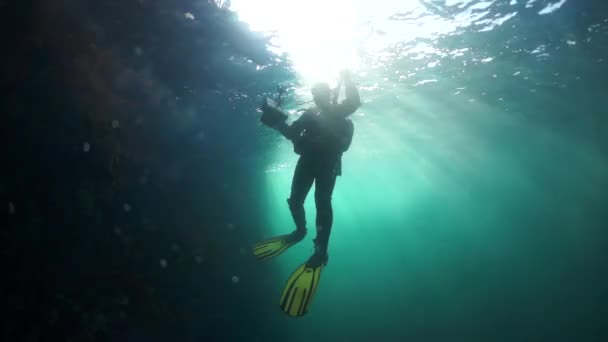 Duiker in de struiken van gras van het water tegen de zon. — Stockvideo