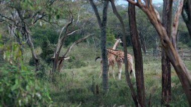 Kenya 'daki zürafa zürafa camelopardalis portresini kapat..