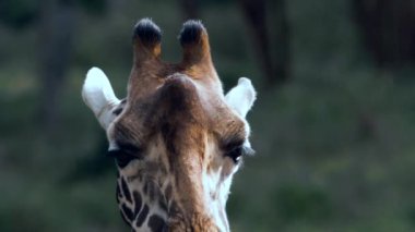 Kenya 'daki zürafa zürafa camelopardalis portresini kapat..