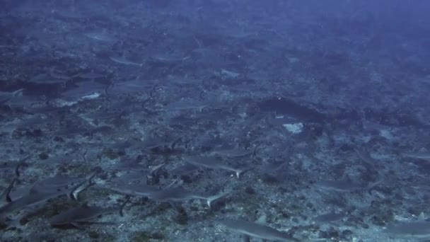 Escuela de punta negra Gray Reef Shark nadan bajo el agua en aguas azules en Tuamotu. — Vídeo de stock