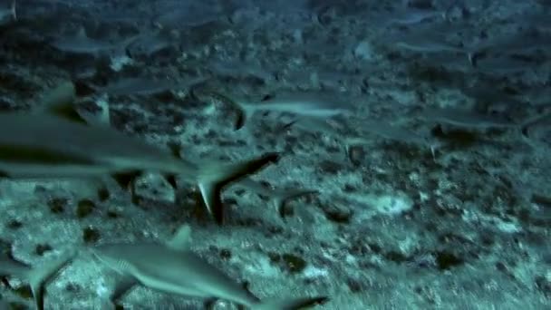 School of blacktip Gray Reef Haai onderwater zwemmen in blauw water in Tuamotu. — Stockvideo