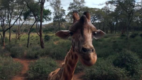 Zblízka portrét žirafy žirafy camelopardalis v Keni. — Stock video