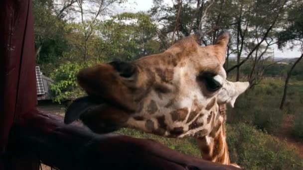 Close up portrait of giraffe Giraffa camelopardalis in Kenya. — Stock Video
