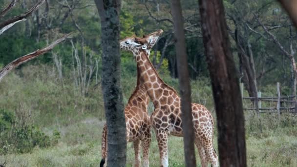 Gros plan portrait de girafe Giraffa camelopardalis au Kenya. — Video