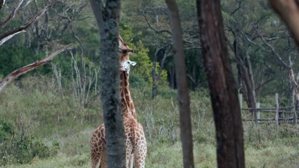 Kenya 'daki zürafa zürafa camelopardalis portresini kapat.. — Stok video