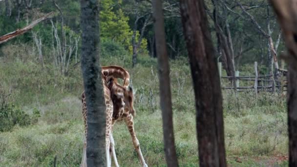 Gros plan portrait de girafe Giraffa camelopardalis au Kenya. — Video