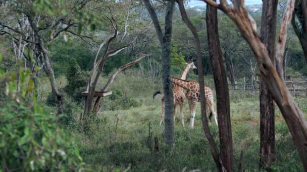 Närbild av giraffen Giraffa camelopardalis i Kenya. — Stockvideo