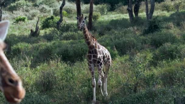 Gros plan portrait de girafe Giraffa camelopardalis au Kenya. — Video