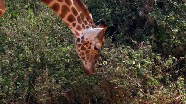 Gros plan portrait de girafe Giraffa camelopardalis au Kenya. — Video