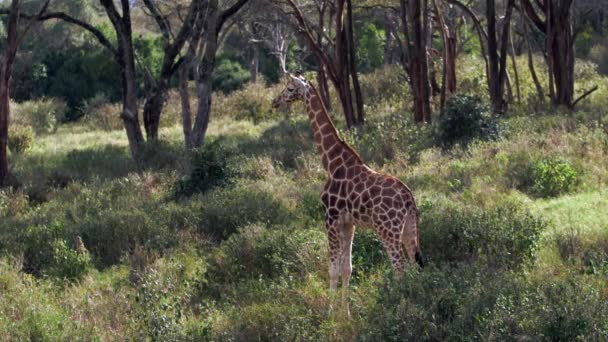 Gros plan portrait de girafe Giraffa camelopardalis au Kenya. — Video