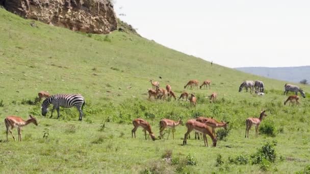 A Gazelle walking through a savanna — Stock Video