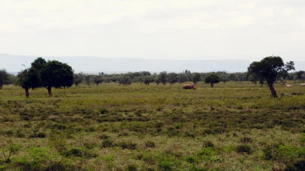 Un rhinocéros se promène avec des oiseaux sur le dos. — Video