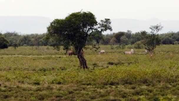 Ein Nashorn läuft mit Vögeln auf dem Rücken herum. — Stockvideo