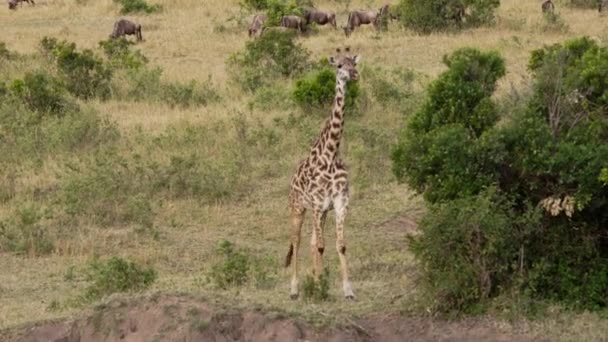 Girafes broutant et buvant dans un parc national. — Video