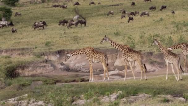 Giraffer som betar och dricker i en nationalpark. — Stockvideo