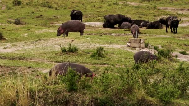 Grupa hipopotamów i bawołów spacerujących po okolicy.. — Wideo stockowe