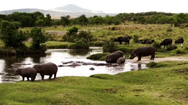 A group of hippos and buffalos walking around. — Stock Video