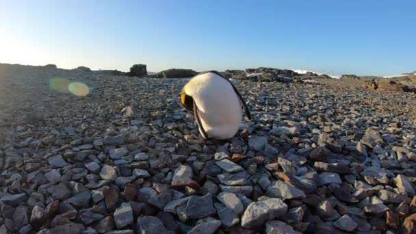 Een koningspinguïn schudt zijn kop op een strand. — Stockvideo