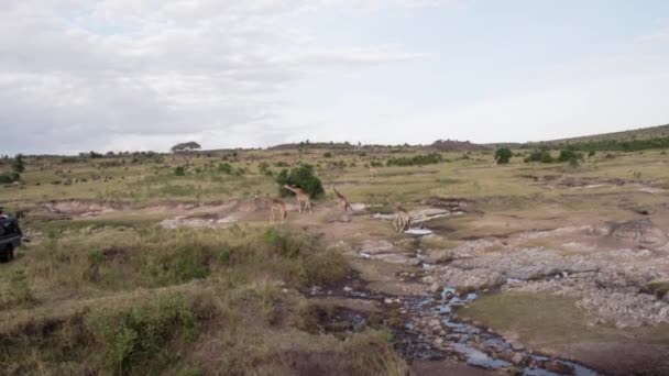 Jirafas pastando y bebiendo en un parque nacional. — Vídeos de Stock