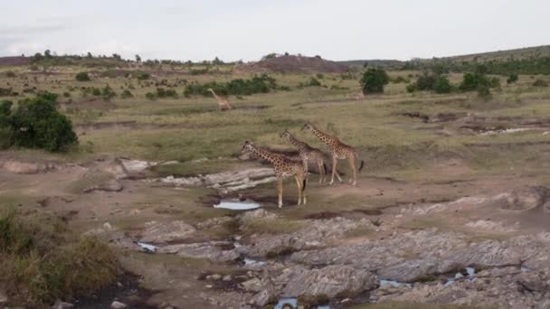 Жирафы пасутся и пьют в национальном парке. — стоковое видео